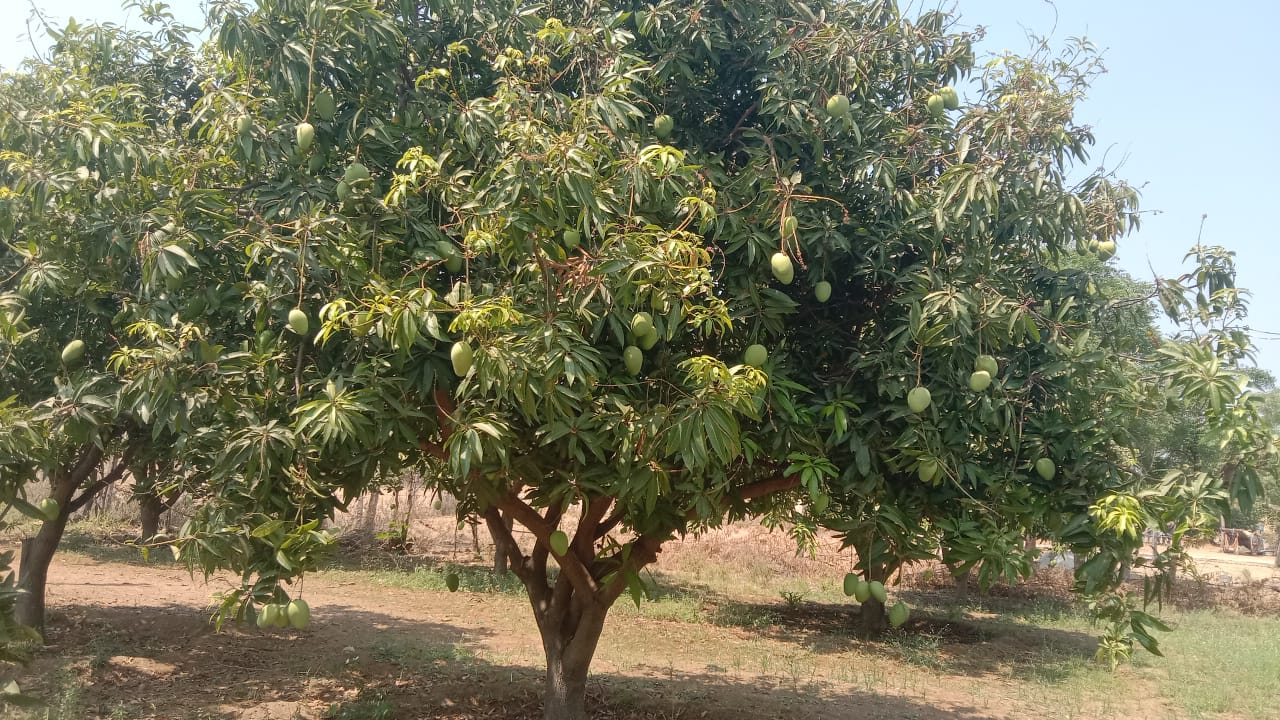 Mango (Bangenapalli)