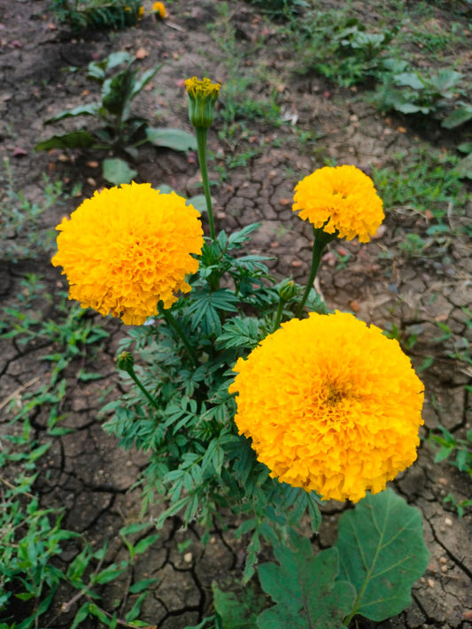 Marigold (Banthi Poolu)